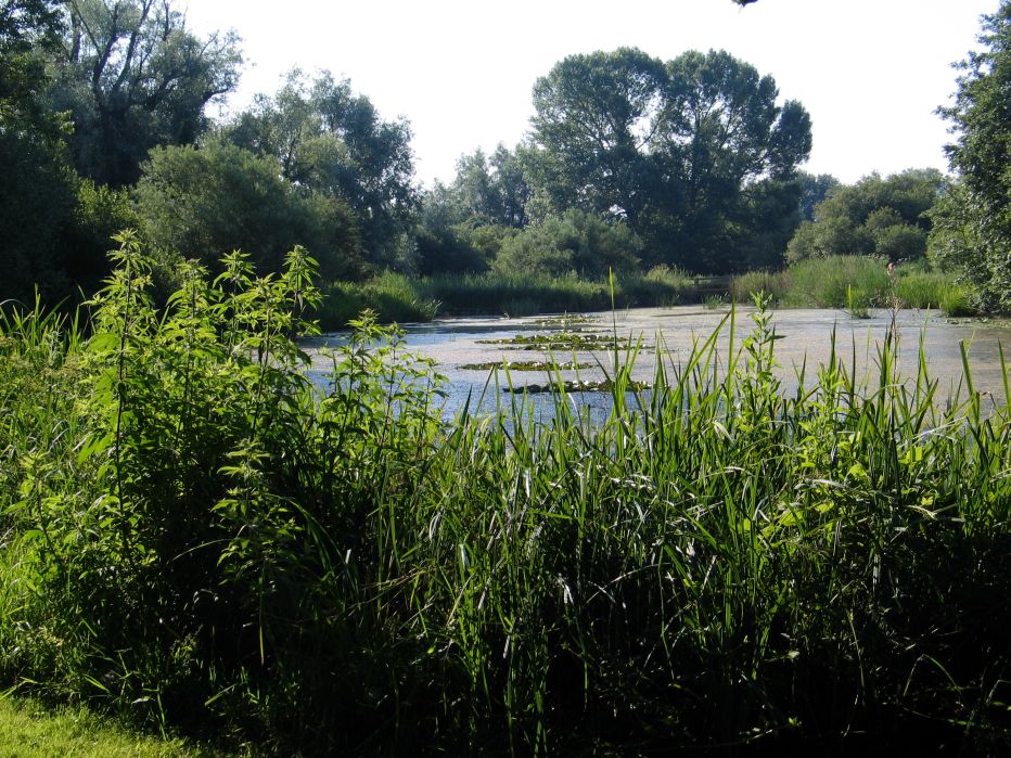 Woods Mill nature reserve celebrates 50 golden years